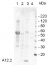 A12,2 | RNA polymerase I subunit (homolog of Pol II Rpb9)